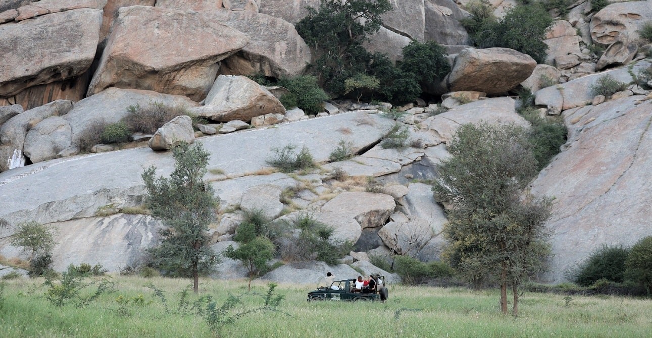 leopardo indiano Jawai