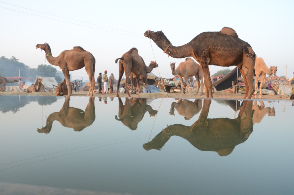 Fiera di cammelli pushkar