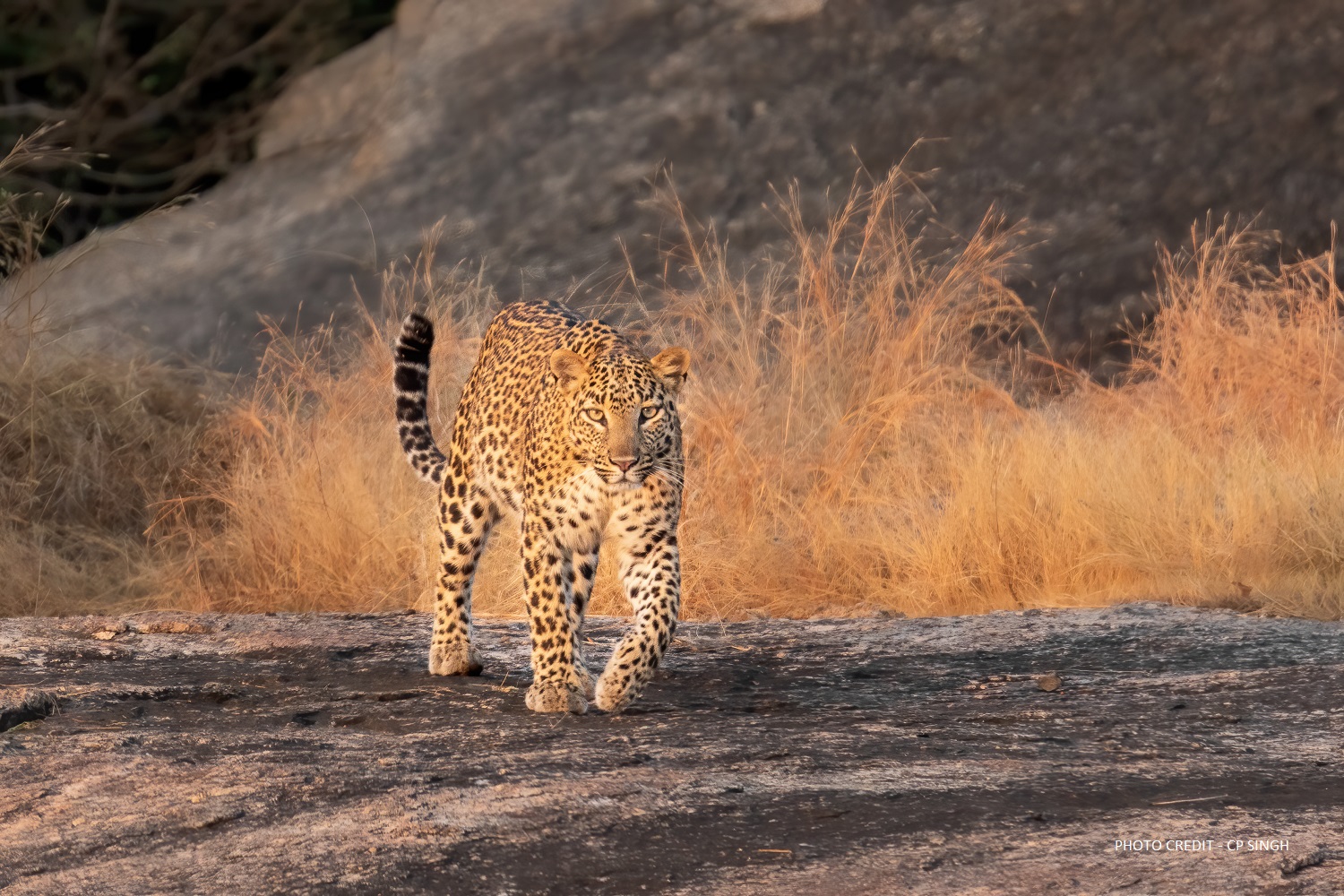 Jawai-leopard