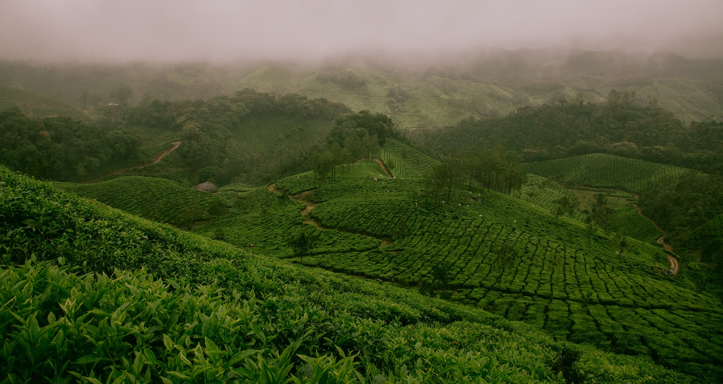 viaggio munnar