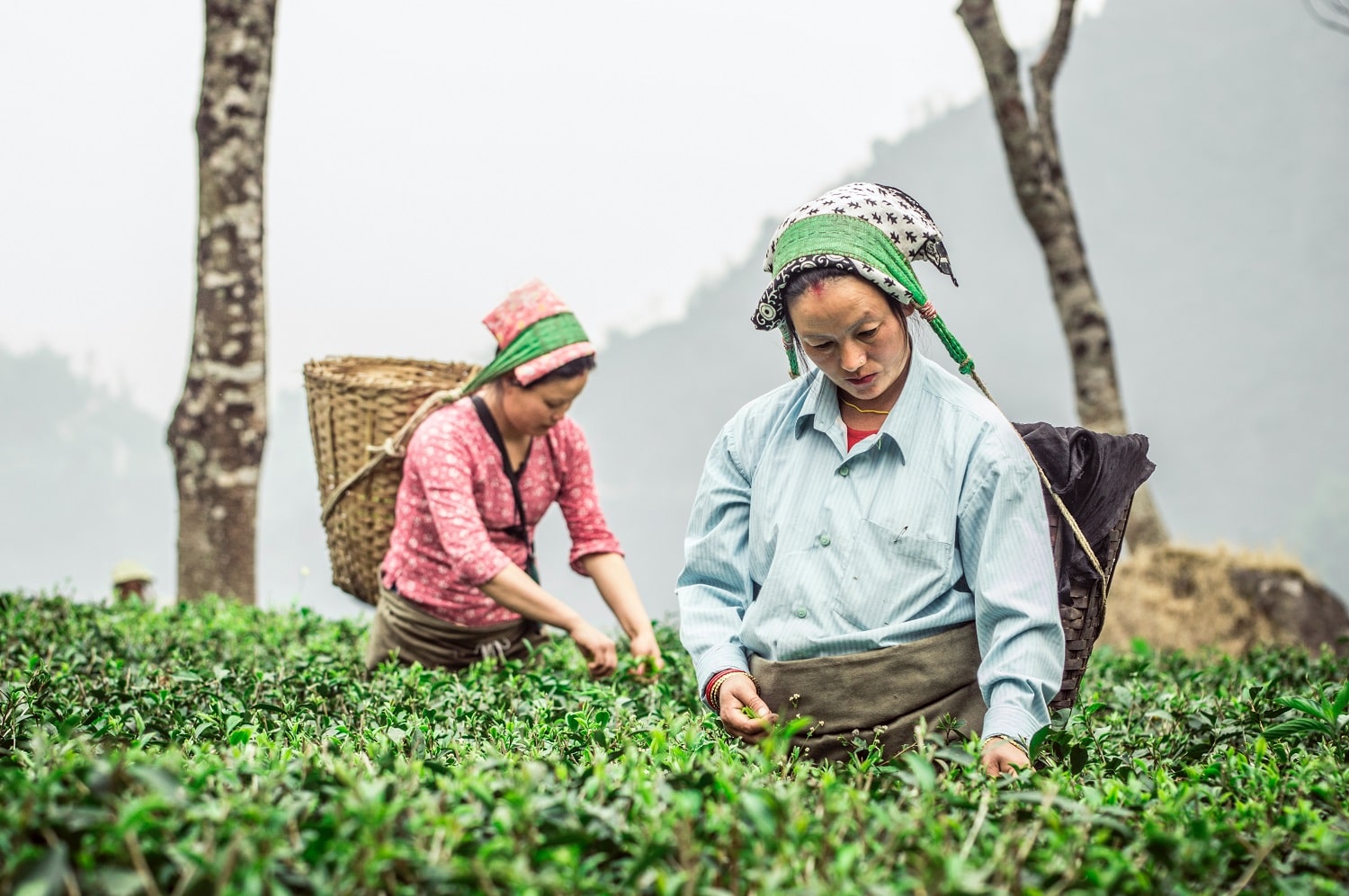 tea garden Darjeeling