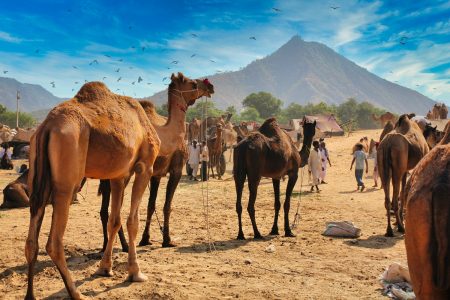 fiera di pushkar fiera di pushkar