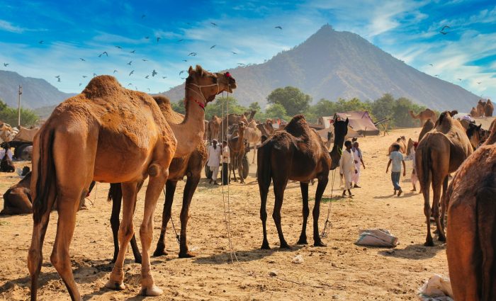 Pushkar camel fair (1)