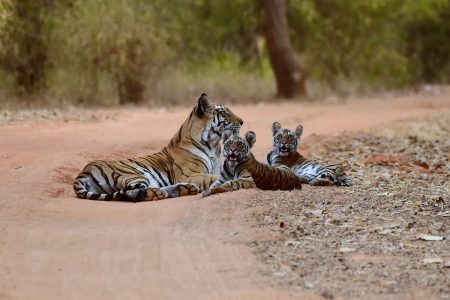 itineraries-central-India-1-1.jpg