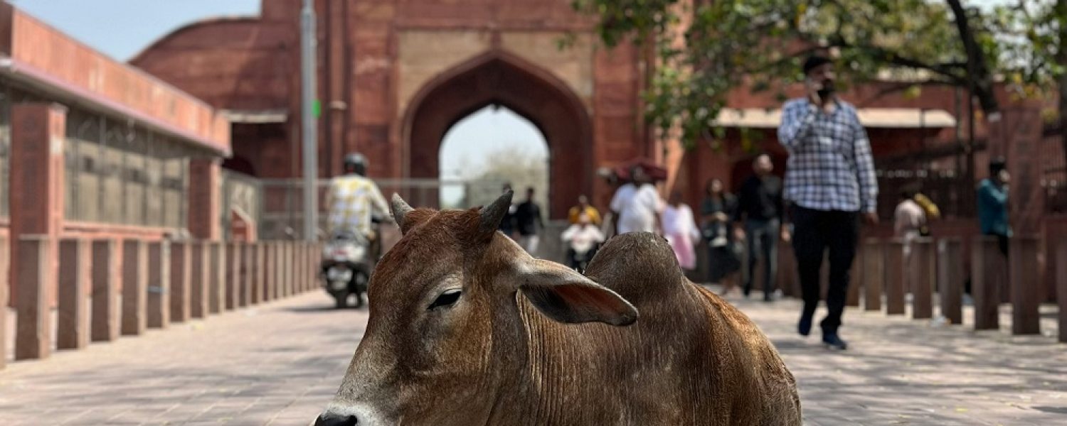 Perchè in India la mucca è sacra?